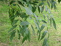 Thumbnail for version as of 02:22, 30 September 2007