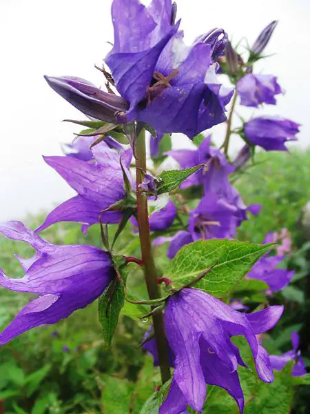 File:ValleyOfFlowers purpleflower.JPG