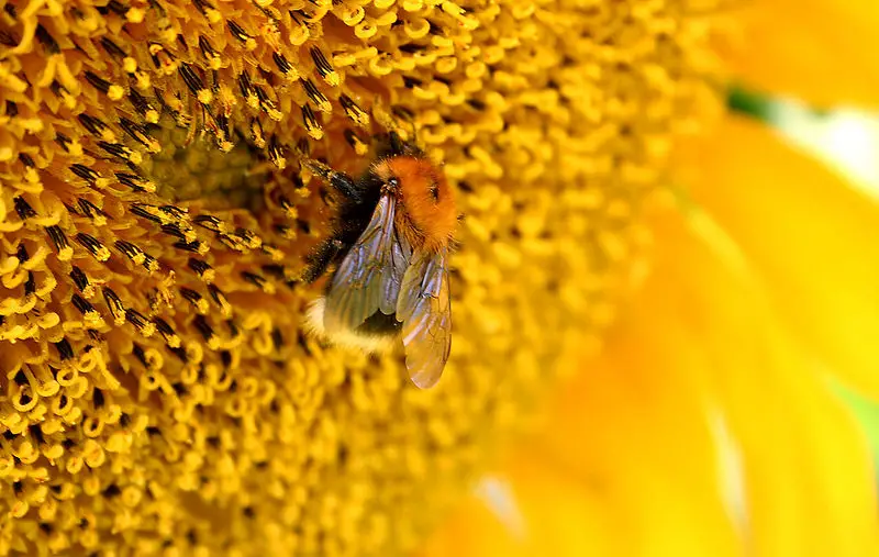 File:Bombus Bumblebee (Bestoevning).jpg
