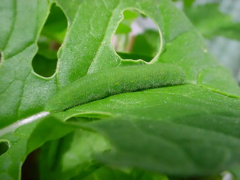 File:ChristianBauer Pieris rapae caterpiller.jpg