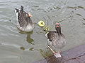 Thumbnail for version as of 20:06, 18 July 2007