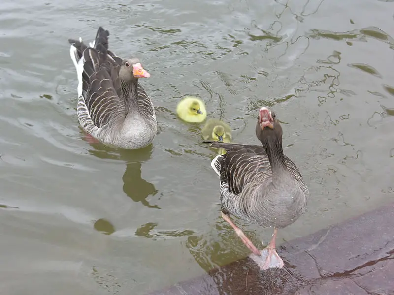 File:Graugaense Familie 3.jpg