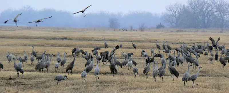 File:Grus canadensis2.jpg