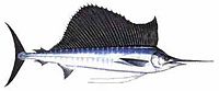 Indo-Pacific sailfish, Istiophorus platypterus