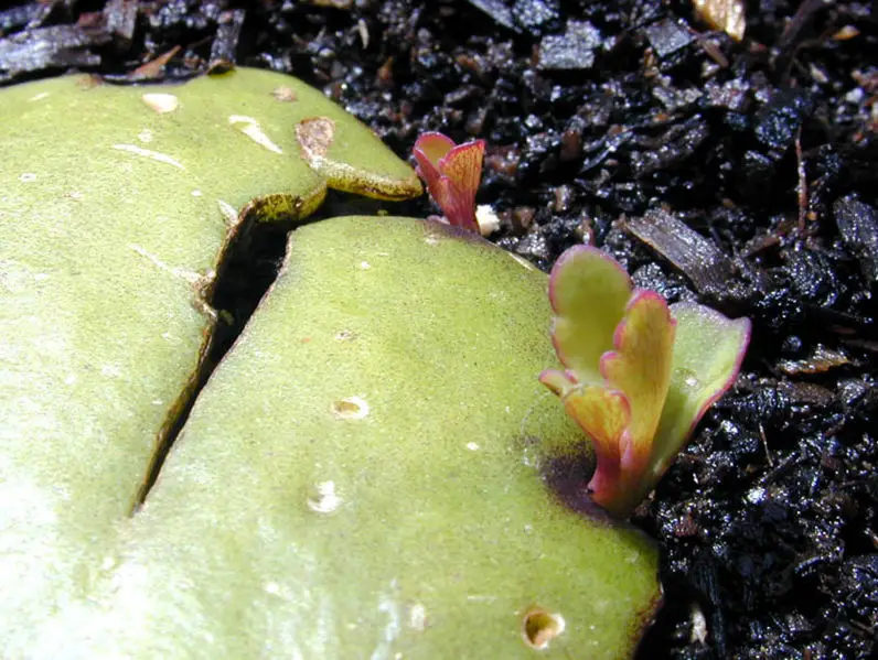 File:Kalanchoe veg.jpg