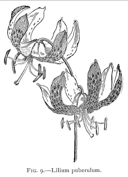 File:LiliumPuberulum.png