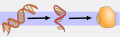 Thumbnail for version as of 10:26, 19 February 2009