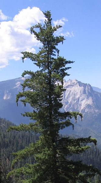 File:Sugar Pine.jpg