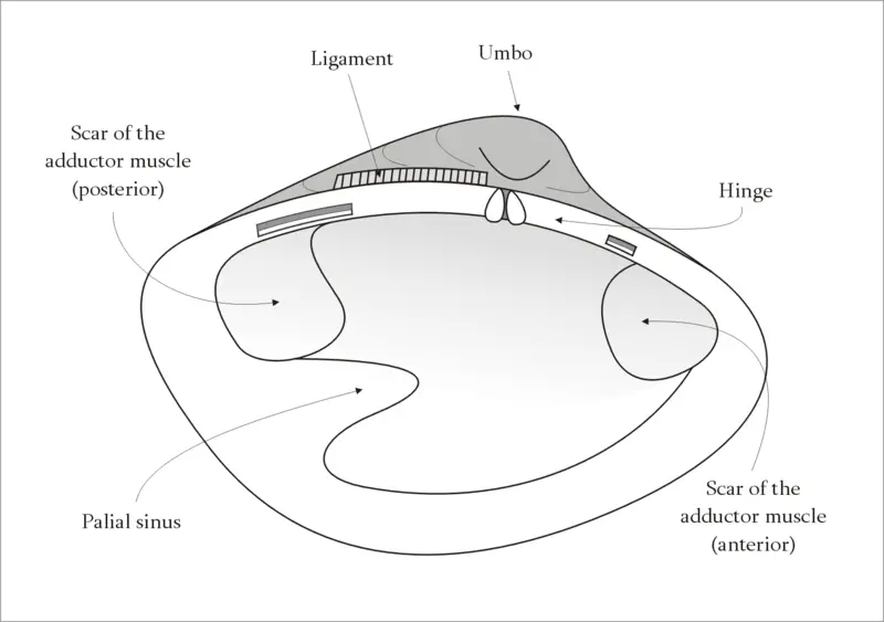 File:Valve-InternalView.png