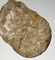 Thumbnail for version as of 21:15, 20 January 2007