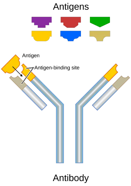 File:Antibody.png