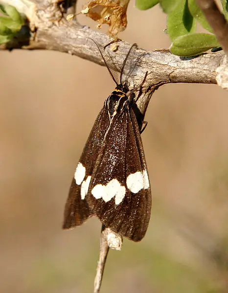 File:Nyctemera.amica.jpg