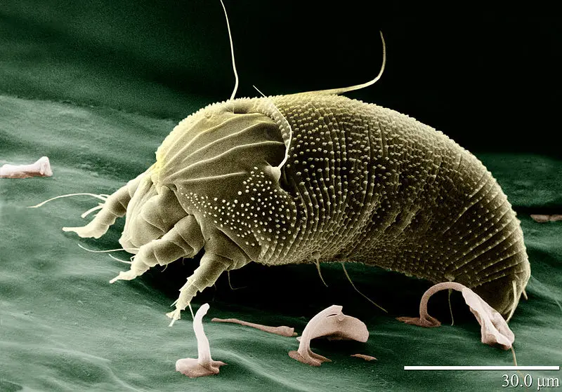 File:Rust Mite, Aceria anthocoptes.jpg