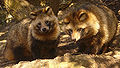 Thumbnail for version as of 21:59, 27 June 2007
