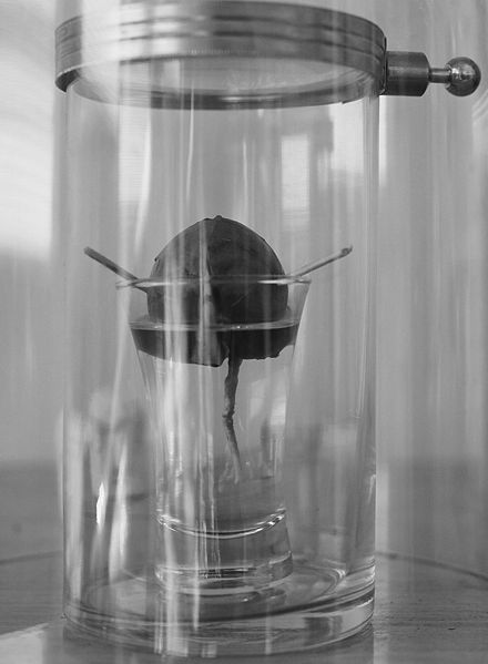 File:Avocadopitsprouting.jpg