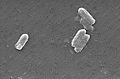 Thumbnail for version as of 16:05, 14 March 2007
