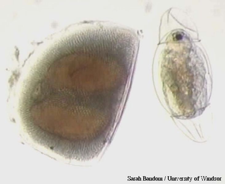 File:Daphnid GLERL 1.jpg