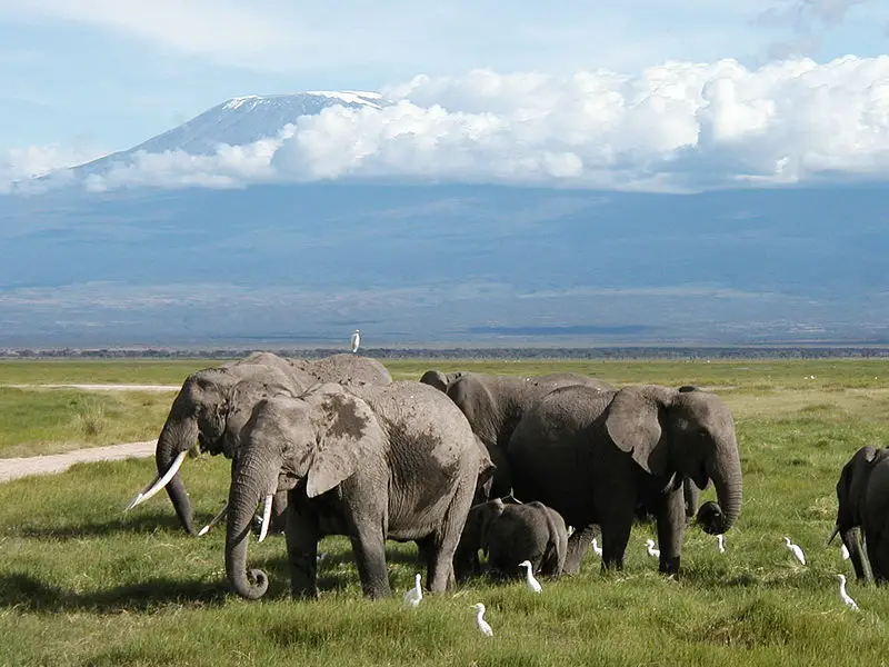 File:Elephants Kili 2.jpg