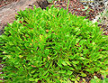Thumbnail for version as of 22:03, 14 August 2008