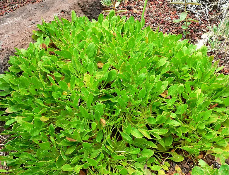 File:Eriogonum hirtellum 2.jpg