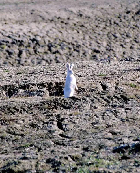 File:Arctic Hare 1997-08-04.jpg