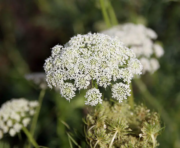 File:Carrot flowers.jpg