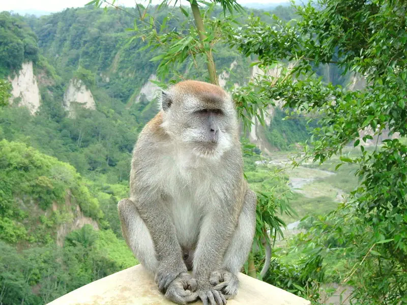 File:Ngarai Sianok sumatran monkey.jpg