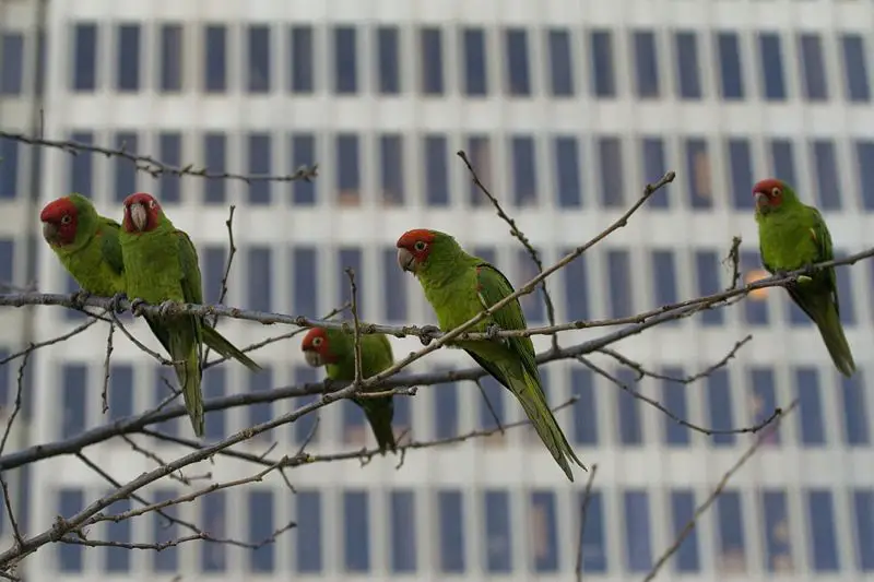File:Parrots of telegraph hill.jpg