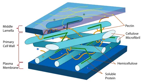 File:Plant cell wall diagram.svg