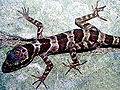 Thumbnail for version as of 20:26, 3 August 2008