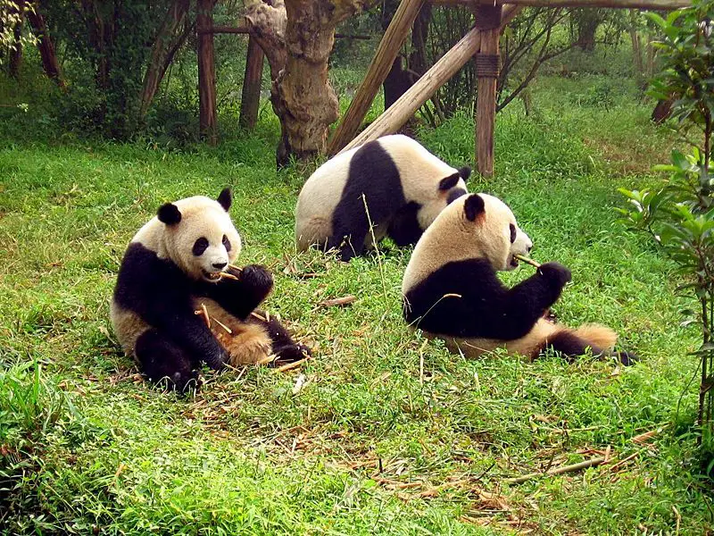 File:Chengdu-pandas-d10.jpg