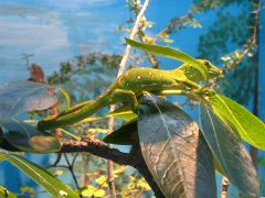 Gecko - New World Encyclopedia