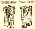 Thumbnail for version as of 02:08, 8 January 2009