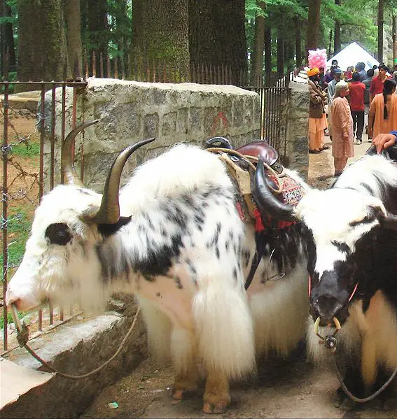 File:Yaks in Manali.jpg