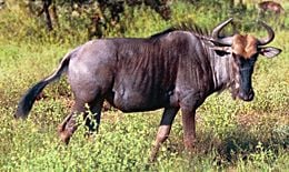 Wildebeest - New World Encyclopedia