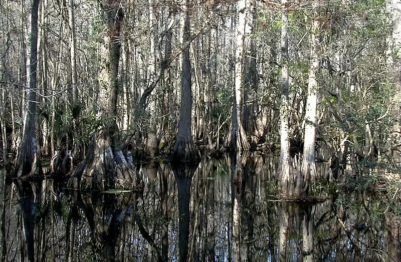 File:CypressSwamp.jpg
