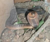 Egyptian cobra, Naja haje