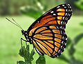 Thumbnail for version as of 20:57, 13 November 2007