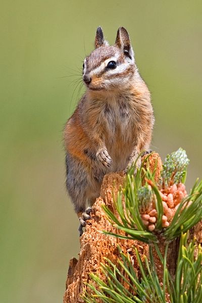 File:Chipmunk 2006.jpg