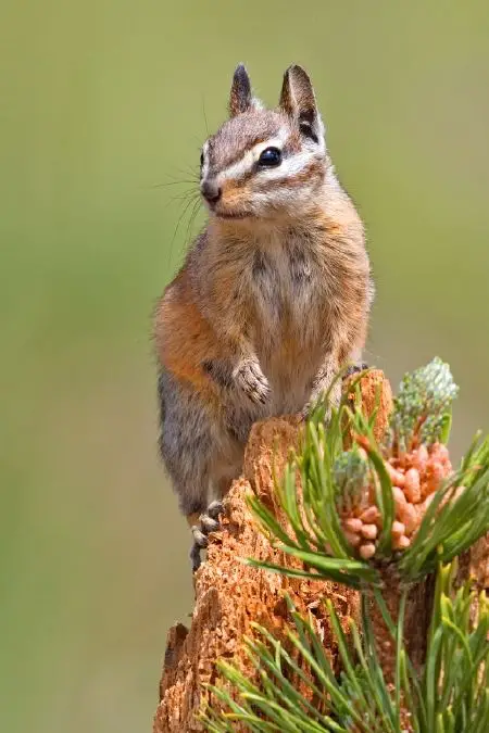 Chipmunk - New World Encyclopedia