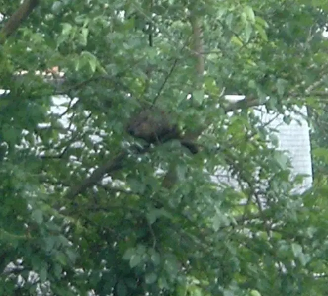 File:Groundhog-in-tree.jpg