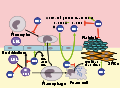 Thumbnail for version as of 18:21, 23 January 2009