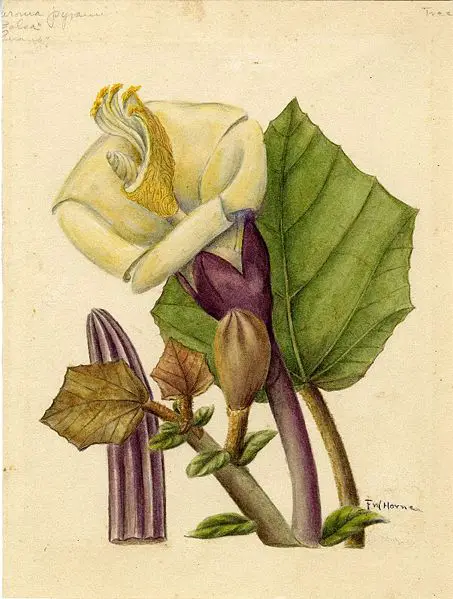 File:Ochroma pyramidale1FrancesWHorne.jpg