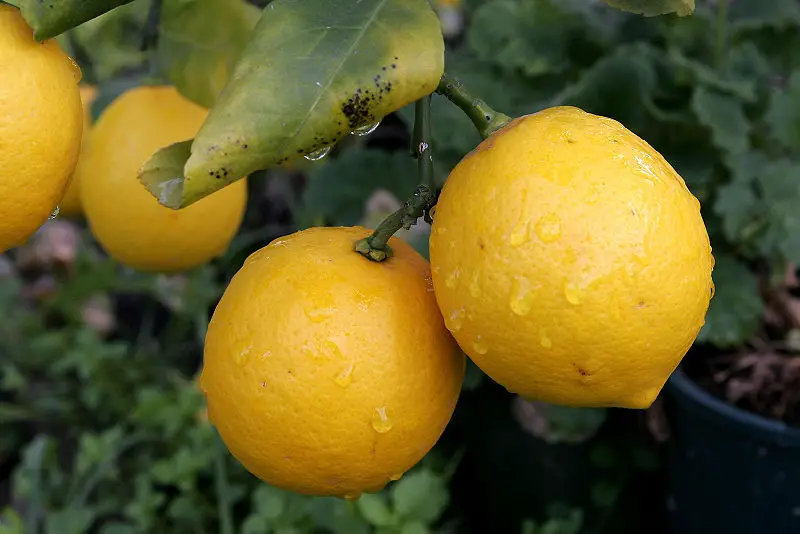 File:Pair of lemons.jpg