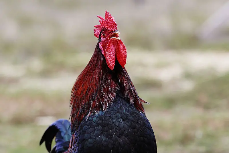 File:Rooster crowing.jpg