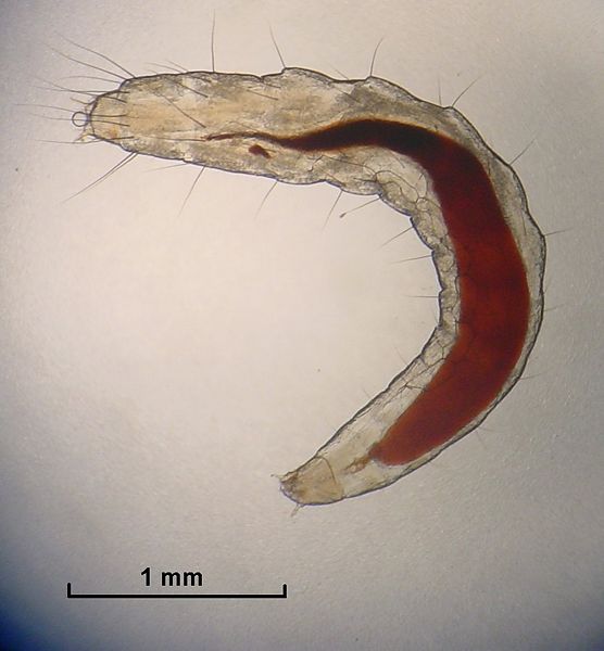 File:Flea Larva.jpg
