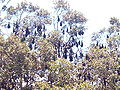 Thumbnail for version as of 16:13, 19 October 2008