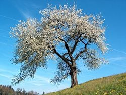 Prunus cerasus (sour cherry) in bloom