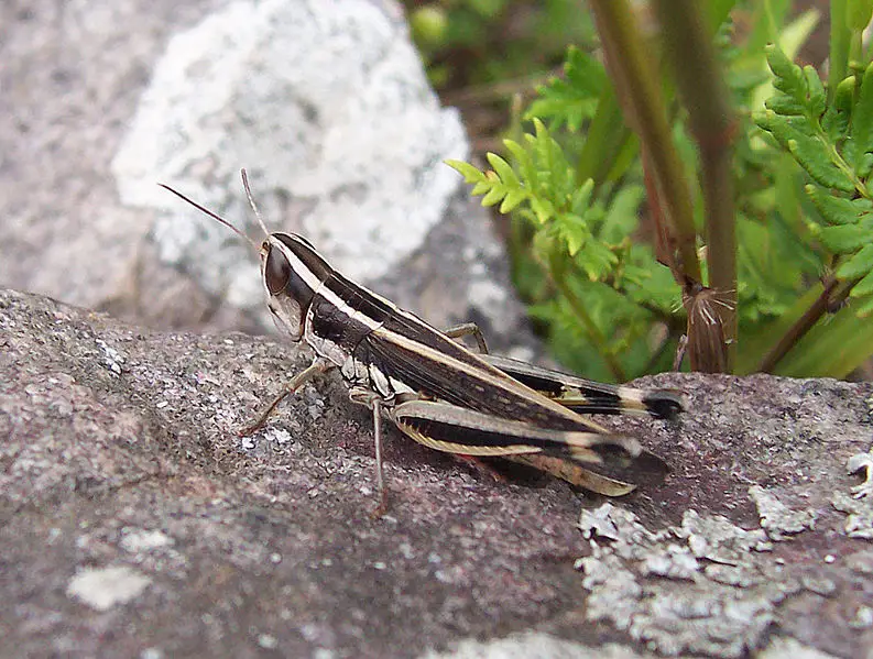 File:Grasshopper06.jpg
