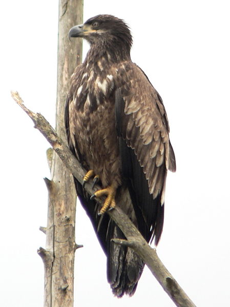 File:Haliaeetus leucocephalus 02318.JPG